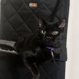 Mighty Joe Young, Young Male Domestic Short Hair