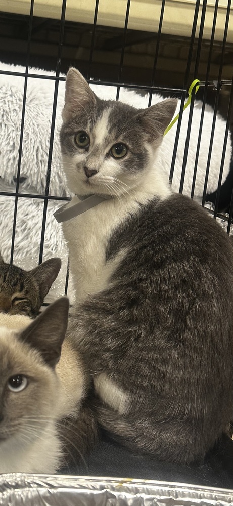 Patches, an adoptable Domestic Short Hair in Fresno, CA, 93711 | Photo Image 1