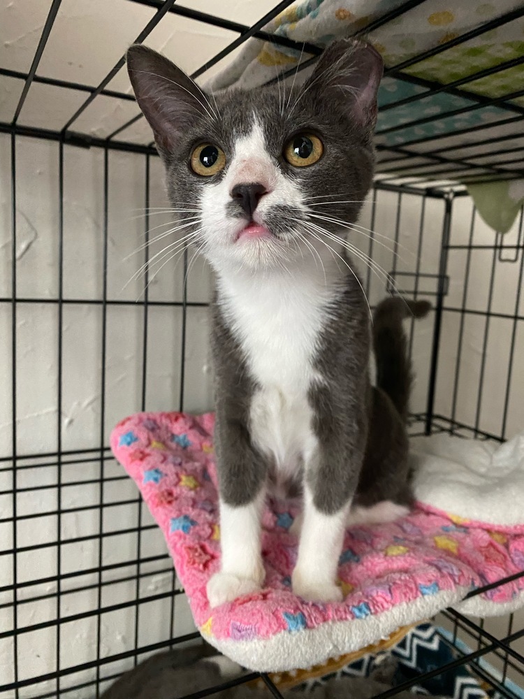 Rosie, an adoptable Domestic Short Hair in Fresno, CA, 93711 | Photo Image 1