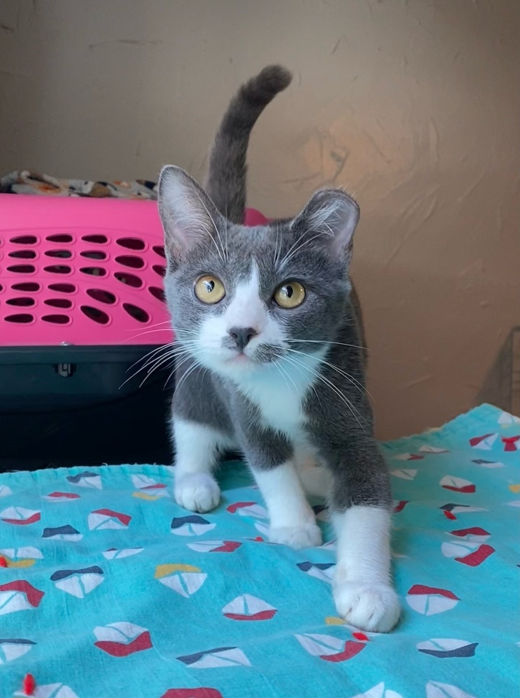 Rosie, an adoptable Domestic Short Hair in Fresno, CA, 93711 | Photo Image 4