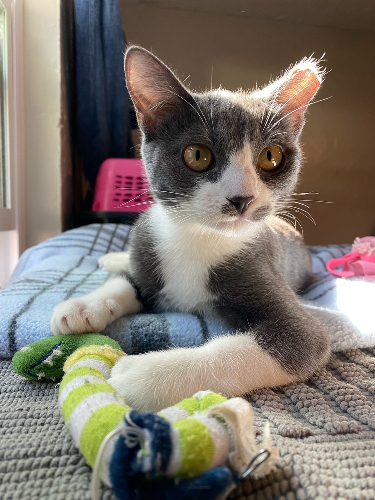 Rosie, an adoptable Domestic Short Hair in Fresno, CA, 93711 | Photo Image 3