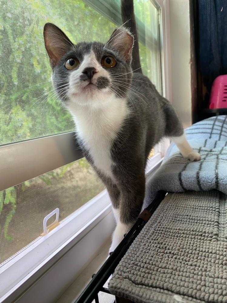 Rosie, an adoptable Domestic Short Hair in Fresno, CA, 93711 | Photo Image 4