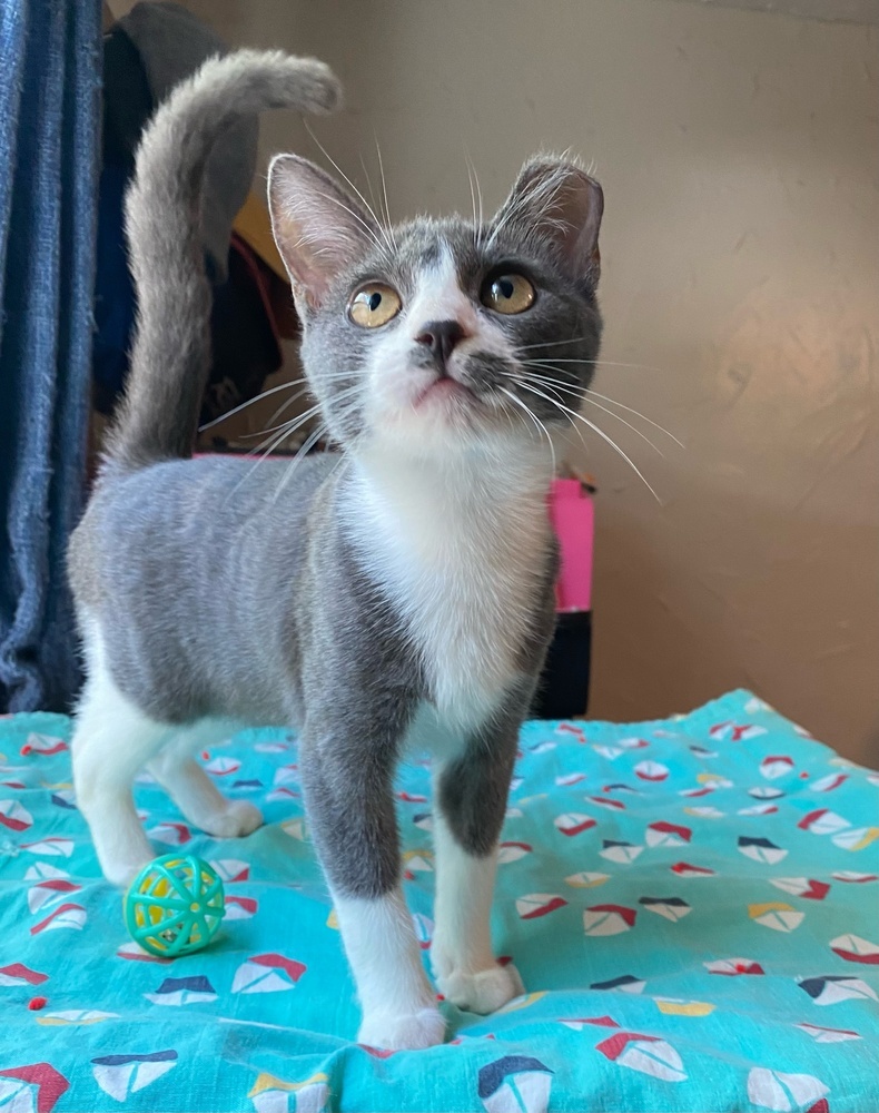 Rosie, an adoptable Domestic Short Hair in Fresno, CA, 93711 | Photo Image 5