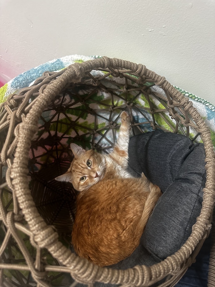 Joonie, an adoptable Maine Coon, Domestic Long Hair in Fresno, CA, 93711 | Photo Image 1