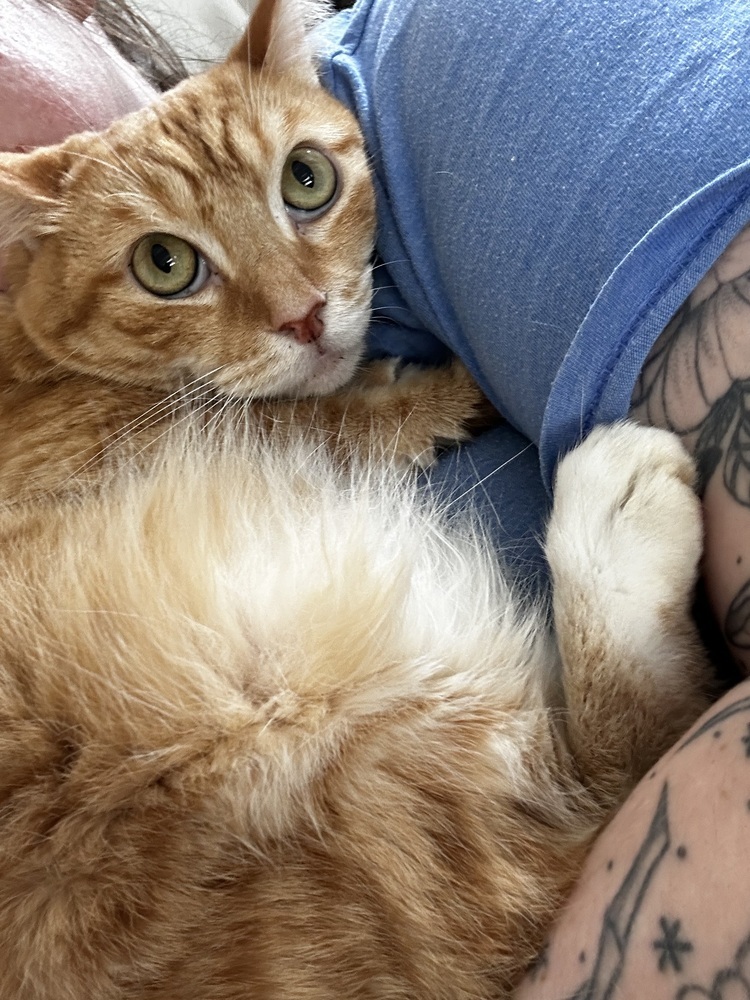 Joonie, an adoptable Maine Coon, Domestic Long Hair in Fresno, CA, 93711 | Photo Image 2