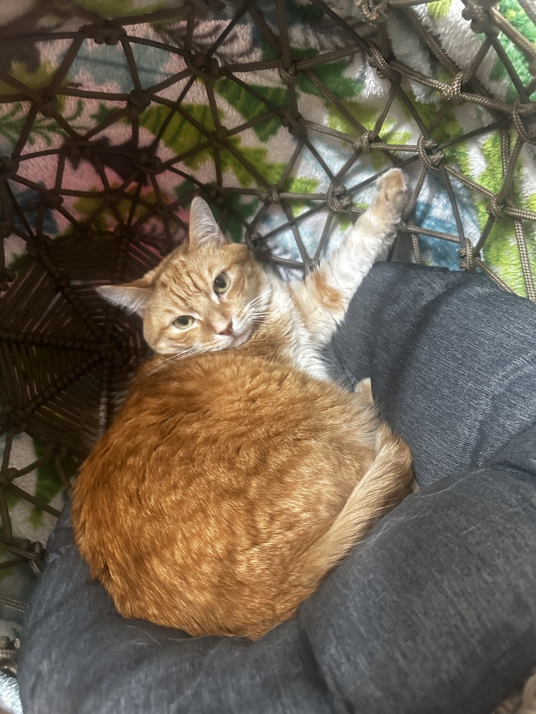 Joonie, an adoptable Maine Coon, Domestic Long Hair in Fresno, CA, 93711 | Photo Image 3