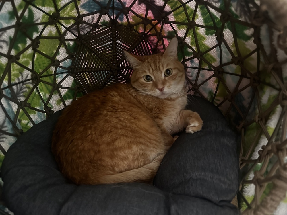 Joonie, an adoptable Maine Coon, Domestic Long Hair in Fresno, CA, 93711 | Photo Image 4