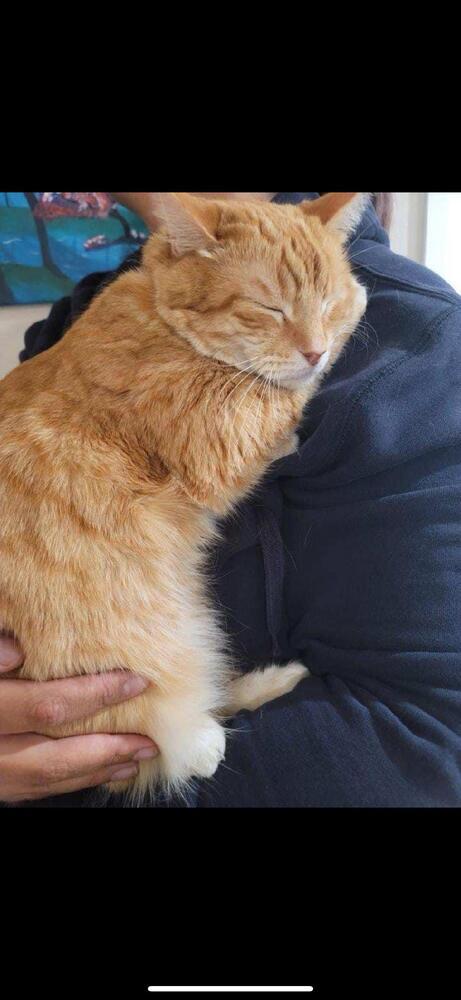 Joonie, an adoptable Maine Coon, Domestic Long Hair in Fresno, CA, 93711 | Photo Image 5