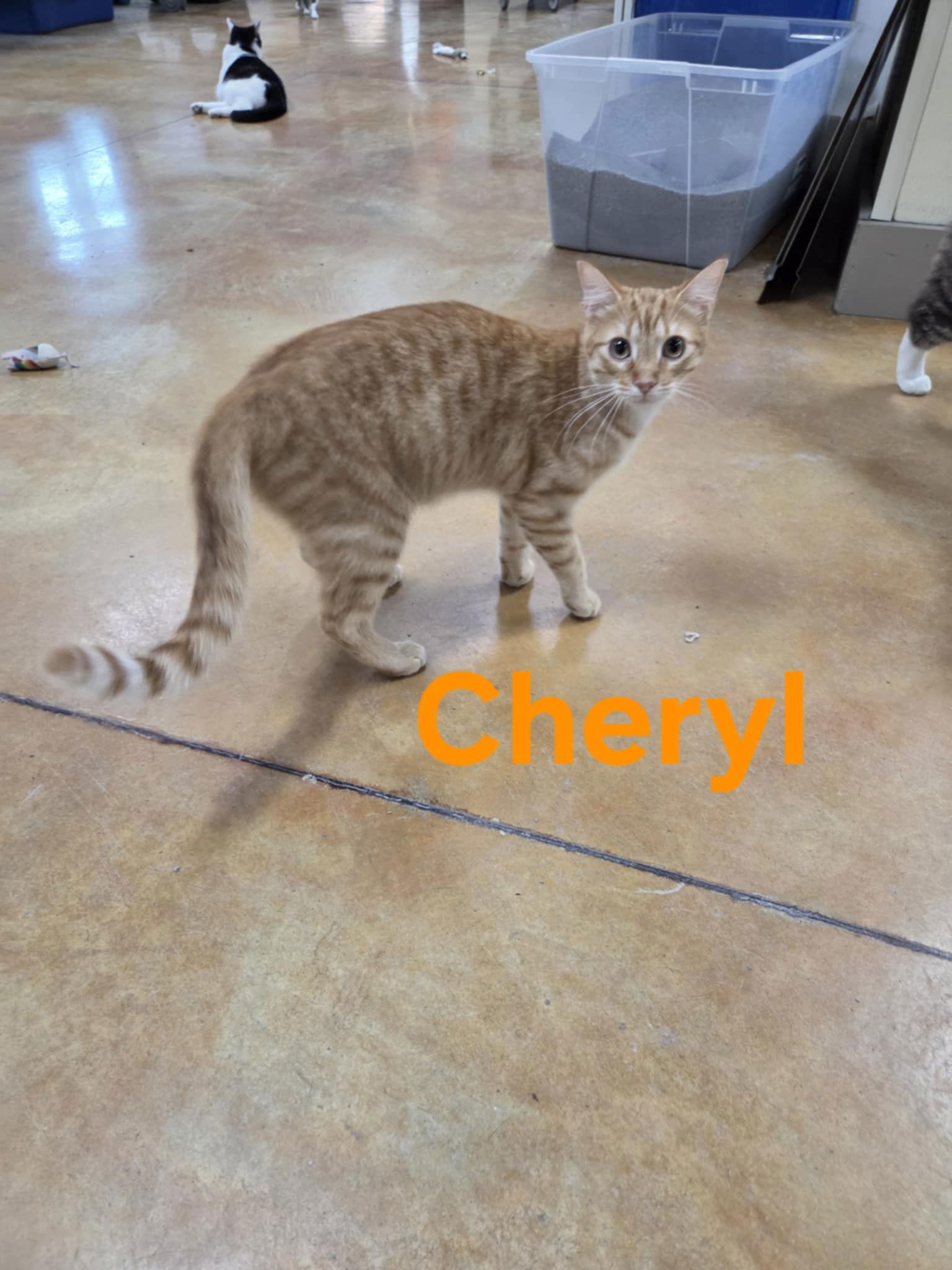 Cheryl