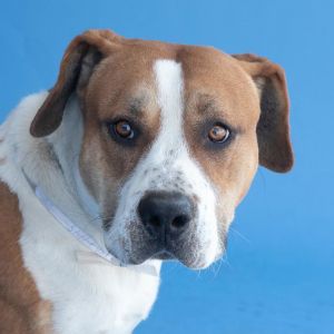 A5674445 Boomer is so scared in the shelter environment poor sweet baby He ca