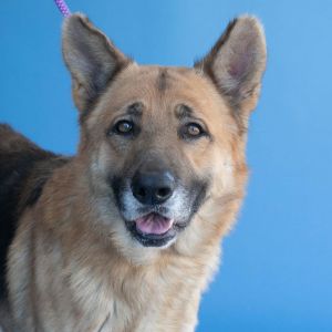 A5672422 Pops is such a soulful gentleman the perfect companion Hes a volunteer favorite because