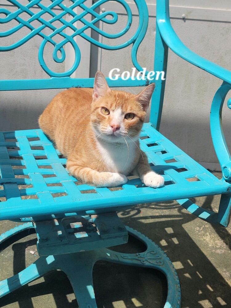 Golden, an adoptable Domestic Short Hair in Fort Walton Beach, FL, 32548 | Photo Image 1