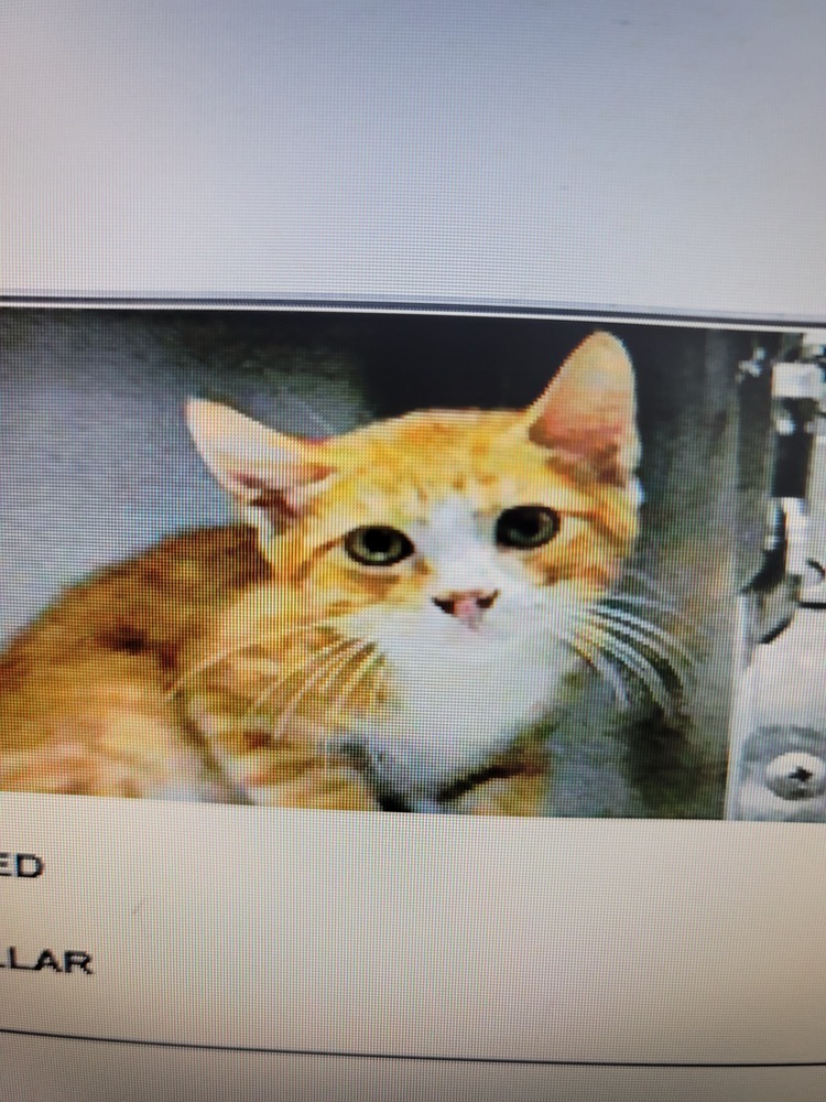 Golden, an adoptable Domestic Short Hair in Fort Walton Beach, FL, 32548 | Photo Image 2