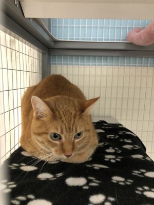 Kitty LeAnne, Adult Female Domestic Short Hair