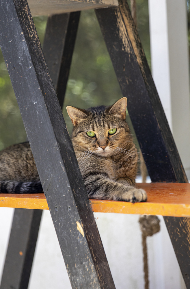 Roo, an adoptable Domestic Short Hair in Fort Walton Beach, FL, 32548 | Photo Image 1