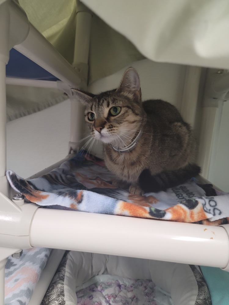 Roo, an adoptable Domestic Short Hair in Fort Walton Beach, FL, 32548 | Photo Image 2