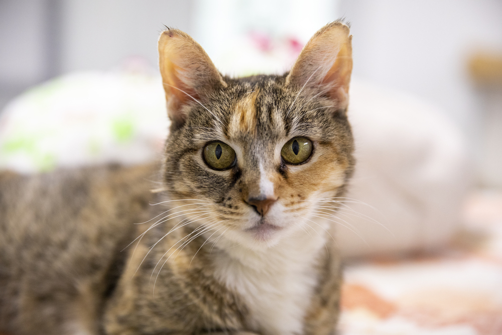 Gumdrop, an adoptable Domestic Short Hair in Fort Walton Beach, FL, 32548 | Photo Image 1