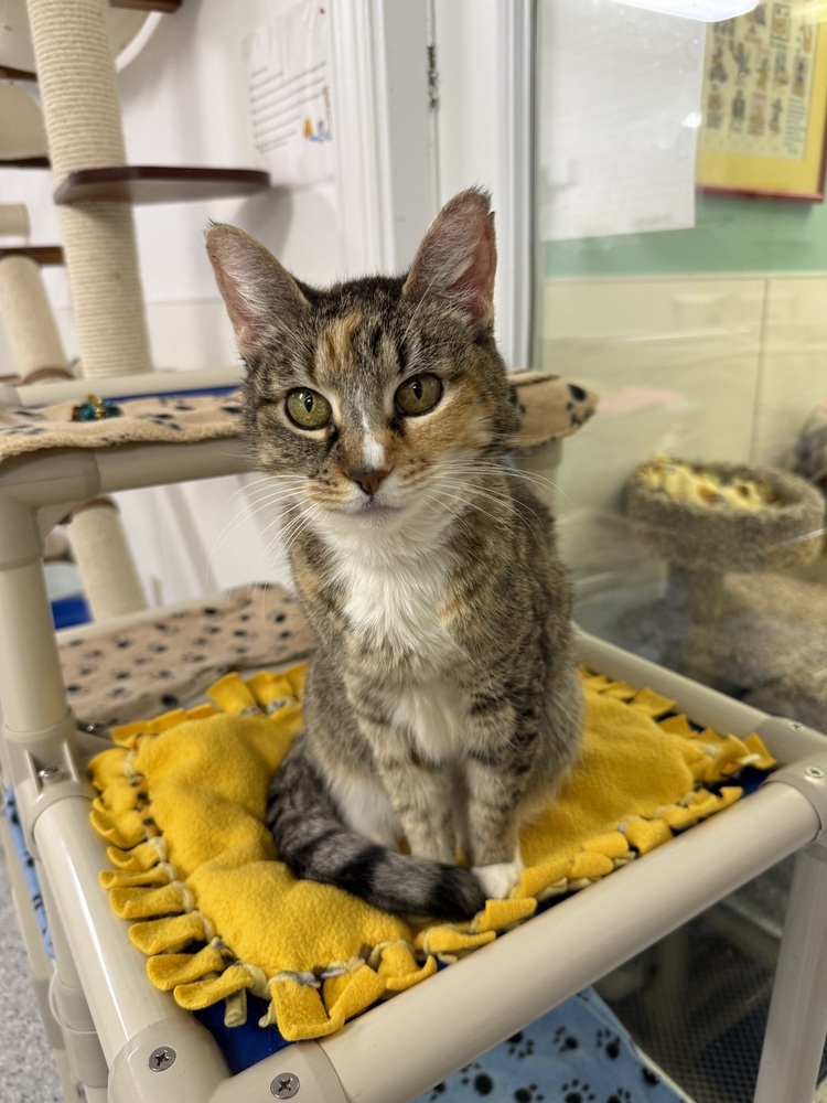 Gumdrop, an adoptable Domestic Short Hair in Fort Walton Beach, FL, 32548 | Photo Image 2