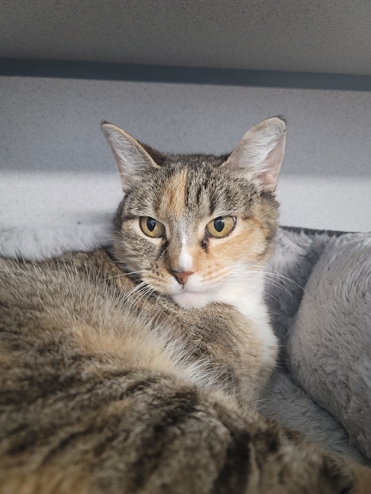 Gumdrop, an adoptable Domestic Short Hair in Fort Walton Beach, FL, 32548 | Photo Image 3