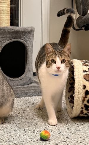 Devito, Baby Male Domestic Short Hair