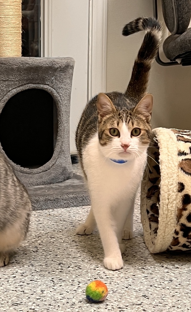 Devito, an adoptable Domestic Short Hair in Fort Walton Beach, FL, 32548 | Photo Image 1