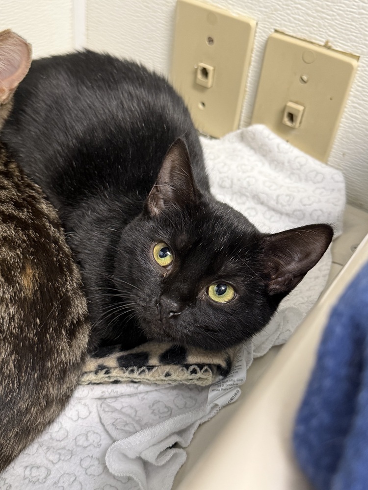 Dins, an adoptable Domestic Short Hair in Fort Walton Beach, FL, 32548 | Photo Image 1
