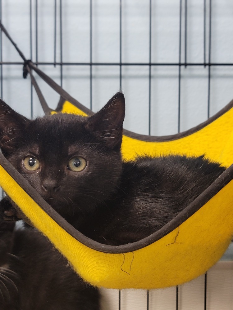Dins, an adoptable Domestic Short Hair in Fort Walton Beach, FL, 32548 | Photo Image 2