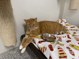 Suzie, Adult Female Domestic Short Hair