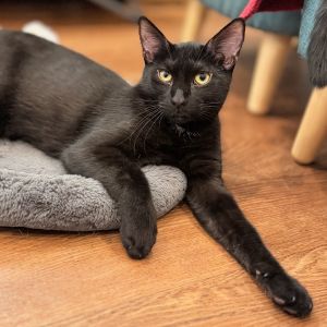 Sage (meet me in the Cat Lounge!)