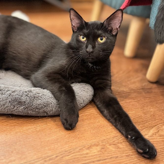 Sage (meet me in the Cat Lounge!)