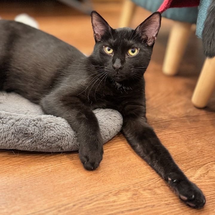 Sage (meet me in the Cat Lounge!) 1