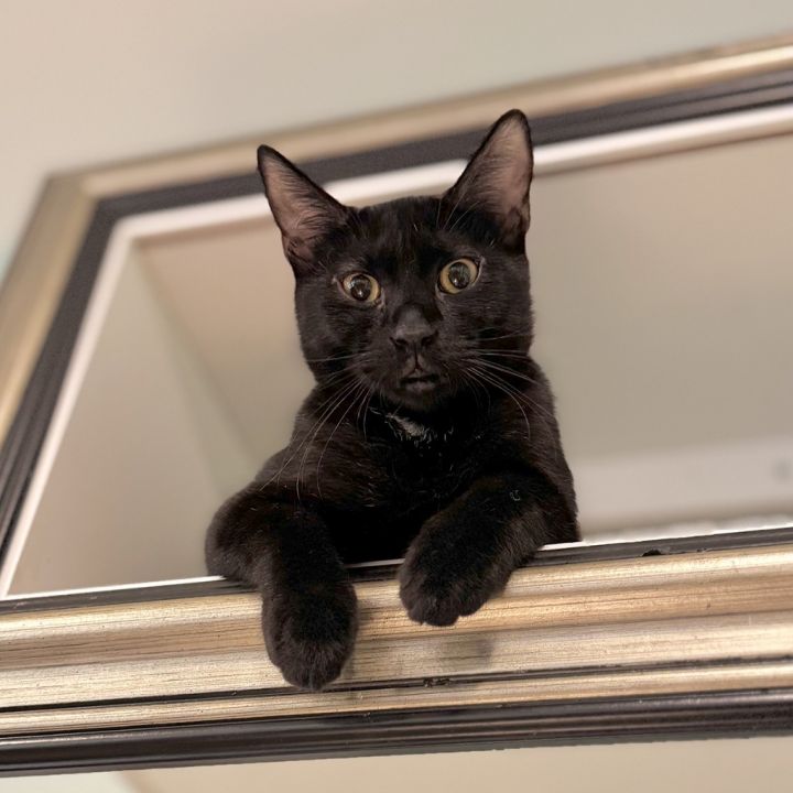 Sage (meet me in the Cat Lounge!) 2