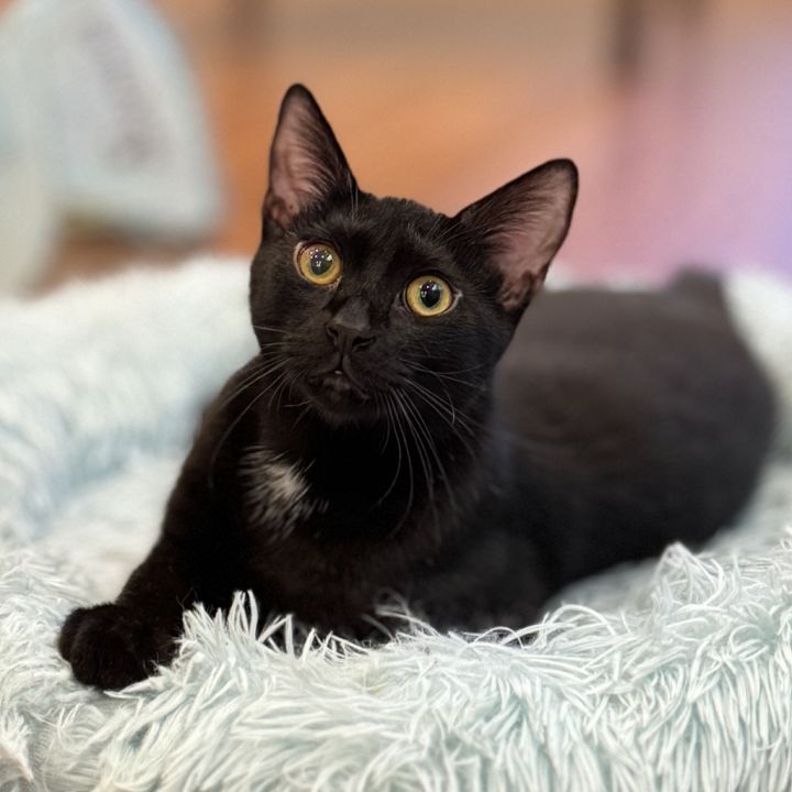 Sage (meet me in the Cat Lounge!) 3