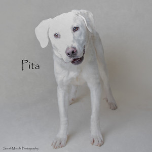 Pita, an adoptable Great Pyrenees, Akbash in Ruidoso, NM, 88345 | Photo Image 1