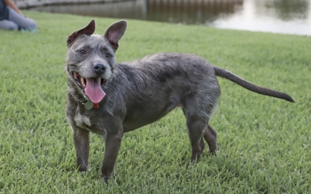 Bella, an adoptable American Staffordshire Terrier, Schnauzer in Richardson, TX, 75085 | Photo Image 1