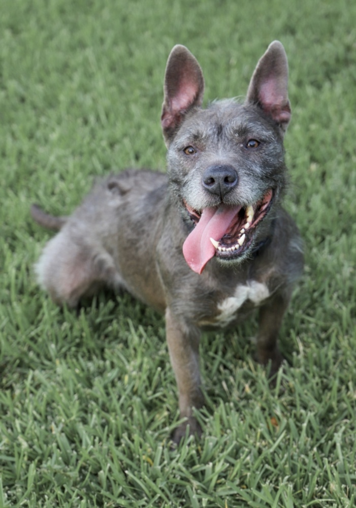 Bella, an adoptable American Staffordshire Terrier, Schnauzer in Richardson, TX, 75085 | Photo Image 2