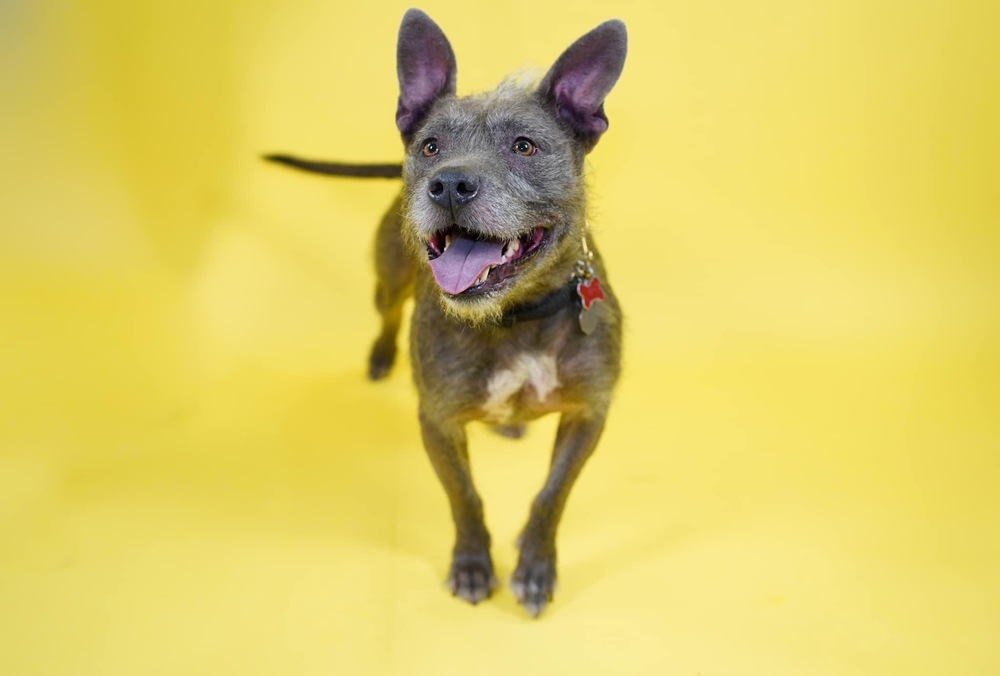 Bella, an adoptable American Staffordshire Terrier, Schnauzer in Richardson, TX, 75085 | Photo Image 3