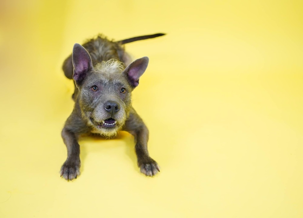 Bella, an adoptable American Staffordshire Terrier, Schnauzer in Richardson, TX, 75085 | Photo Image 4