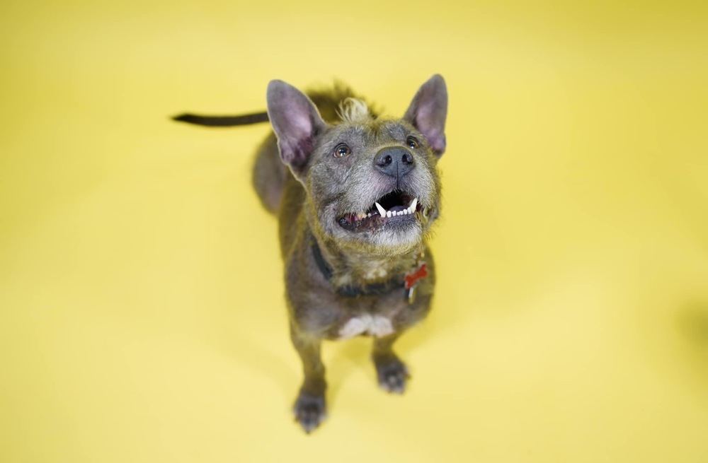 Bella, an adoptable American Staffordshire Terrier, Schnauzer in Richardson, TX, 75085 | Photo Image 5