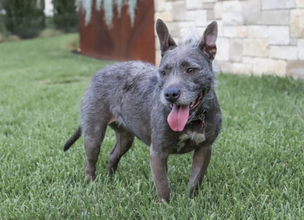 Bella, an adoptable American Staffordshire Terrier, Schnauzer in Richardson, TX, 75085 | Photo Image 6