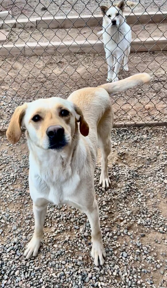 Princess, an adoptable Labrador Retriever, Tibetan Terrier in Cortez, CO, 81321 | Photo Image 1