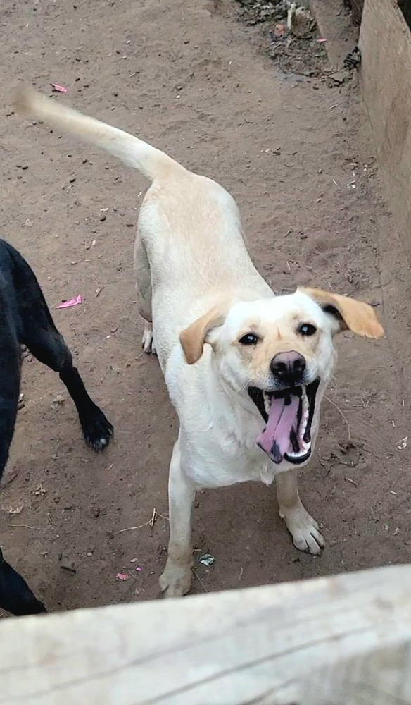 Princess, an adoptable Labrador Retriever, Tibetan Terrier in Cortez, CO, 81321 | Photo Image 2