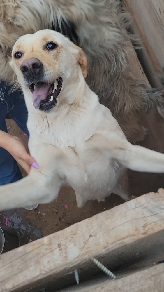Princess, an adoptable Labrador Retriever, Tibetan Terrier in Cortez, CO, 81321 | Photo Image 3