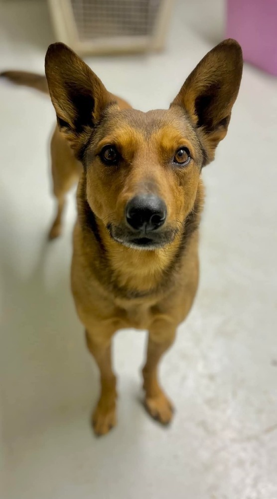 Brody, an adoptable Belgian Shepherd / Malinois in Cortez, CO, 81321 | Photo Image 1