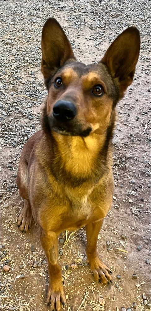 Brody, an adoptable Belgian Shepherd / Malinois in Cortez, CO, 81321 | Photo Image 2