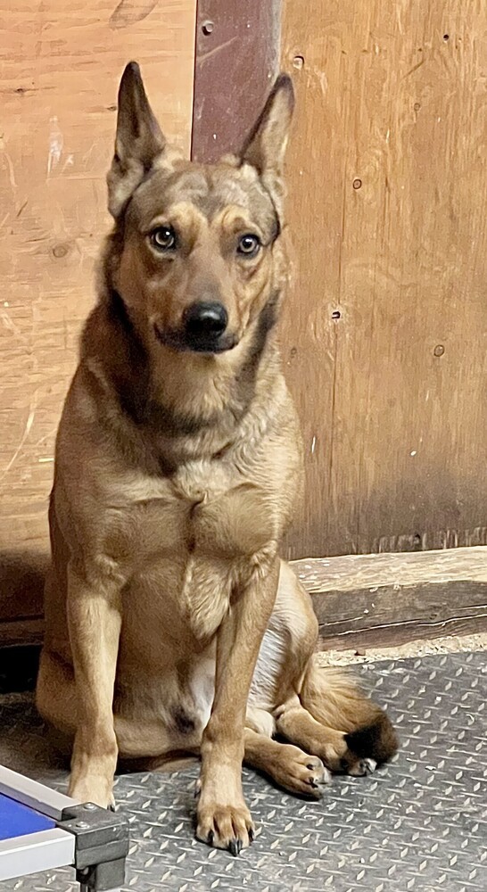 Brody, an adoptable Belgian Shepherd / Malinois in Cortez, CO, 81321 | Photo Image 3