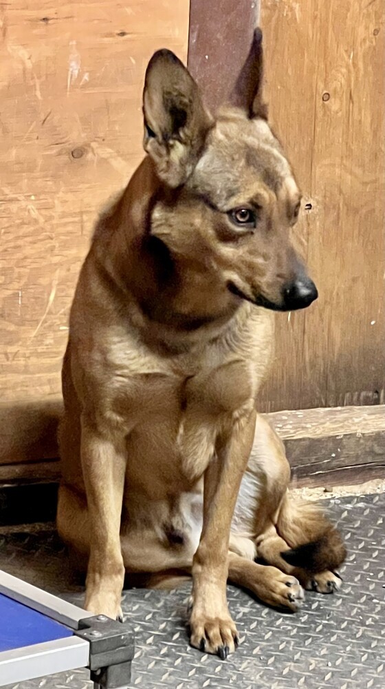 Brody, an adoptable Belgian Shepherd / Malinois in Cortez, CO, 81321 | Photo Image 4