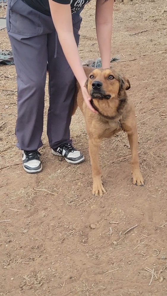 Brody, an adoptable Belgian Shepherd / Malinois in Cortez, CO, 81321 | Photo Image 6