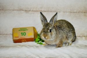McNugget, Baby Female Bunny Rabbit