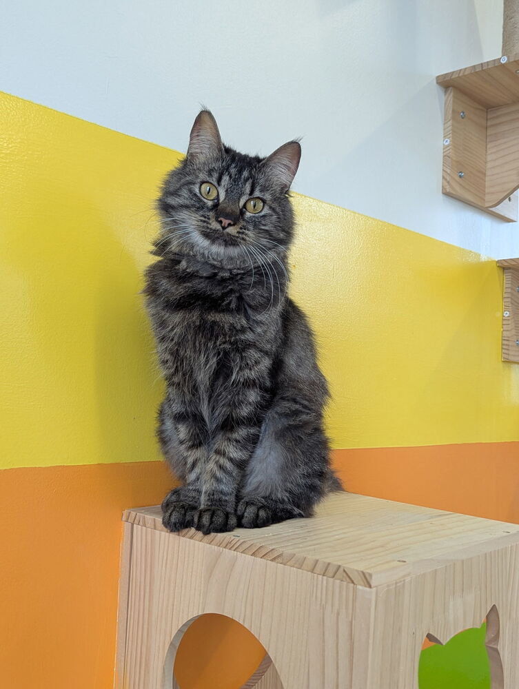 Linda, an adoptable Domestic Medium Hair in McPherson, KS, 67460 | Photo Image 1